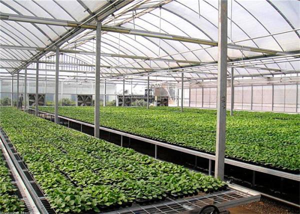 Large Size Greenhouse Rolling Benches Galvanized Frame Cover Materials