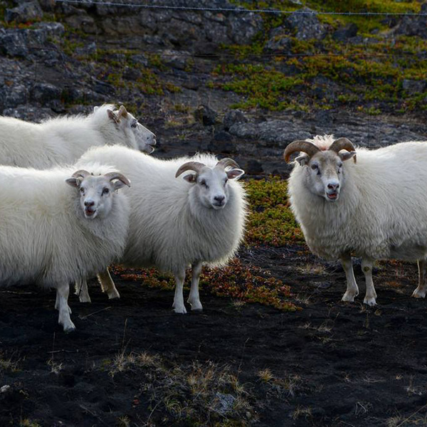 Дозировать производственной линии 8t/H удобрения позема овец органический автоматический
