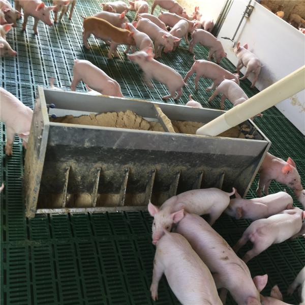 Weaning Pig Livestock Feeding Equipment Stainless Steel Hog Feeders