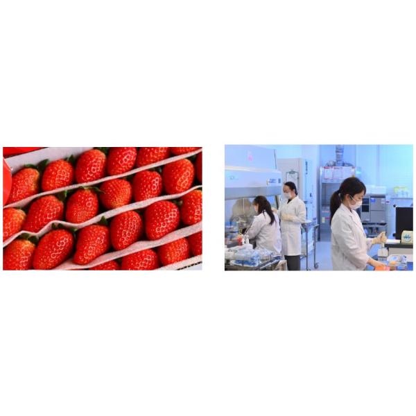 Water Solubility Chitosan Agriculture Products Strawberry Preserve