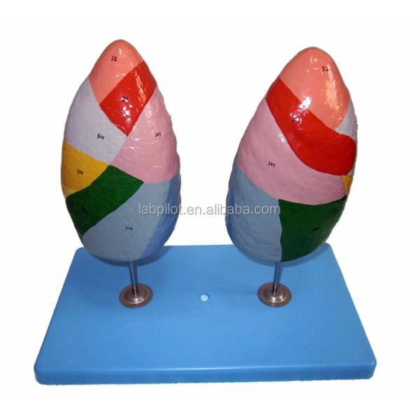Bronchopulmonary Segments of Lung Model Human Life Size for Schools and Medical Teaching