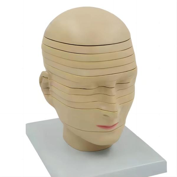 horizontal section of brain nerve function medical brain tomography 12-slice head anatomical model