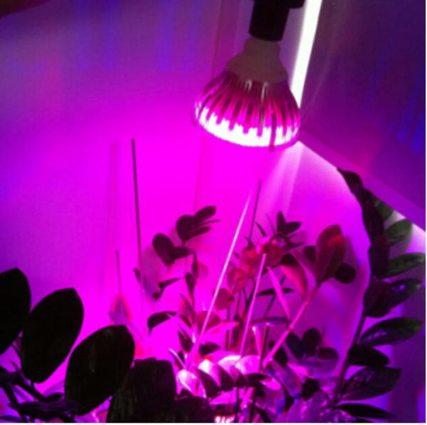 Aluminum 6W LED Flowering Grow Lights 50000H 85V-265V High Luminous Efficiency