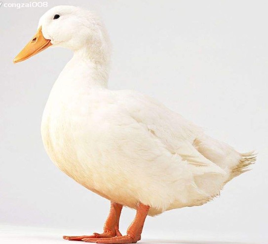 380V Chicken Scalding Machine