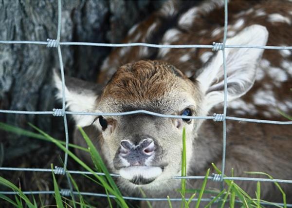 Fixed Knot Woven Fence For Deer / Multi Function High Tensile Field Fence