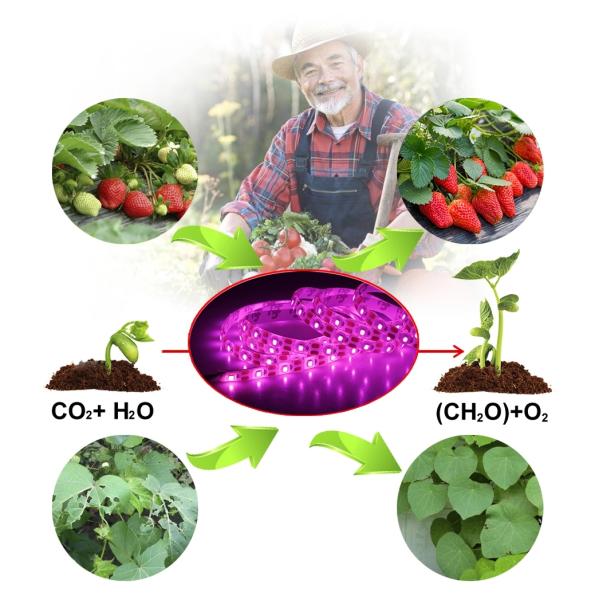 СИД Fitolampy обломока СИД 5050 ламп 300 5M Phyto растет света