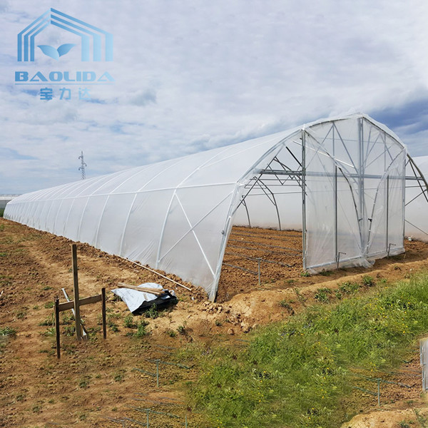 Обрабатывать землю парник тоннеля Singlespan с поливом и Hydroponic растущей системой