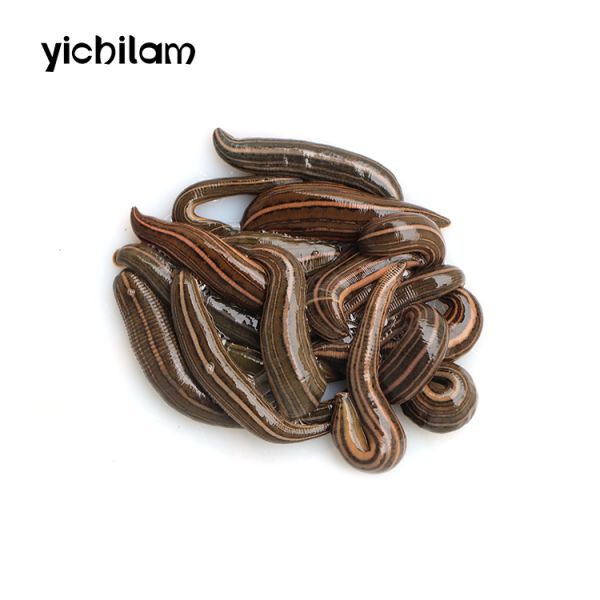 Artificial Breeding Live Medical Leeches High Reliability Advanced Natural Solution