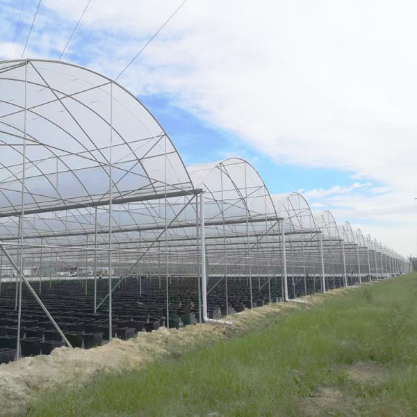 UV Resistant 30x10m Plastic Film Greenhouse for Tomato and Vegetable with Film Cover