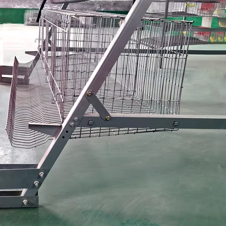 Automatic Galvanized Steel Chicken Poultry Battery Cage with Manure Removal and Customizable Finishes