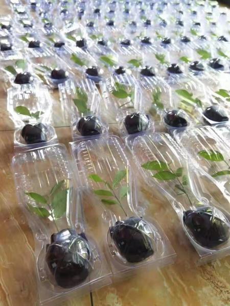 Customized blister clear pet PVC plastic plant clamshell packaging Nursery transportation folding box packaging