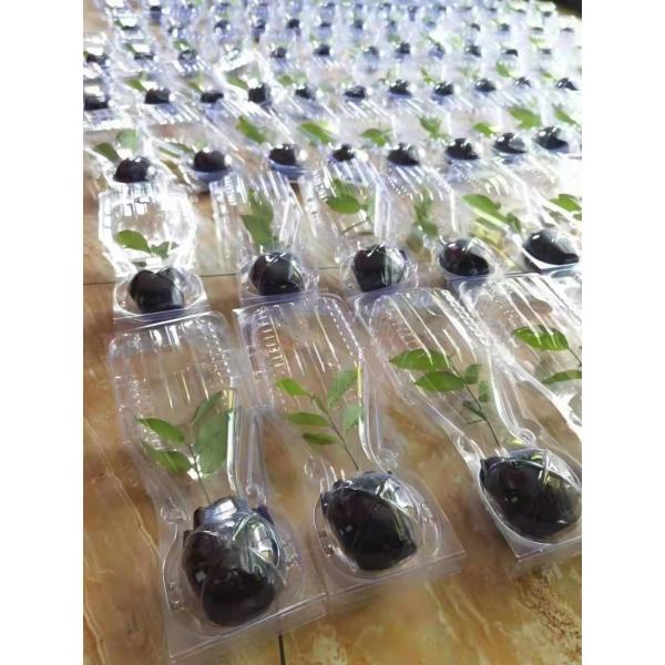 Boîte d'emballage de plantes en plastique, expédition de plantes vivantes, boîte à ampoules, emballage en coquille pour plantes