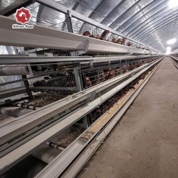 Egg Chicken Poultry Farm 3 Tiers 4 Tiers H Type Automatic Battery System Chicken Layer Cage