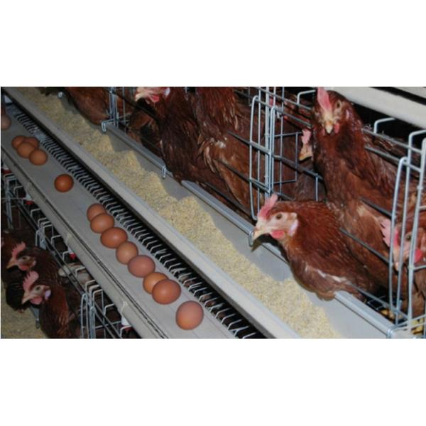 Low Carbon Steel Wire 4mm Poultry Feeding Trough For Chicken Cage