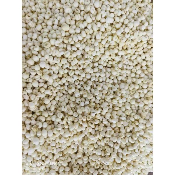 Produit biologique Fritillaria Ussuriensis Maxim Herbes chinoises Certificat ISO9001