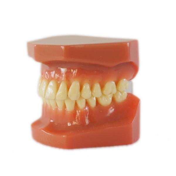 1Modèles de dents pour adultes pour la formation des étudiants en médecine dentaire