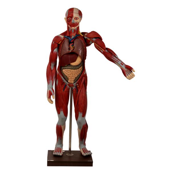 Education Training Human Torso Anatomy Model With Internal Organs Open Back