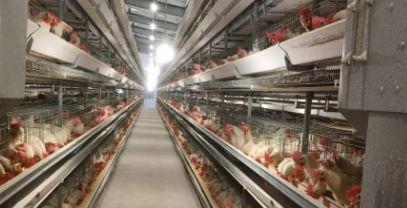 Low Maintenance Cost Stable Structure Prefabricated Steel Chicken Coop for Poultry House Farming