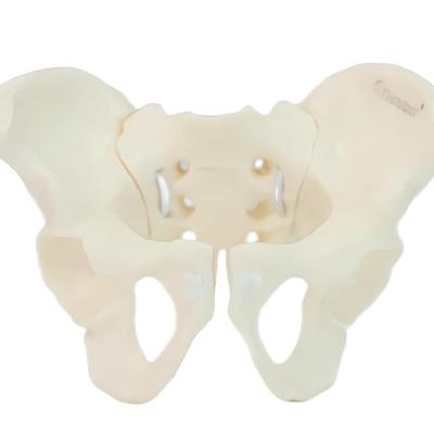 Eco-friendly PVC Manual Educação Médica Criação Artística Design Ergonômica Educação Física Mini Modalidade Pelvica Feminina