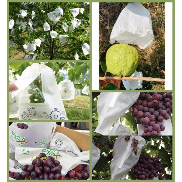 Бумага от CO. bmpaper Гуанчжоу, ltd обруча плода Бумага сумок предохранений от плода белой бумаги обруча фруктового дерева бумажная водоустойчивая