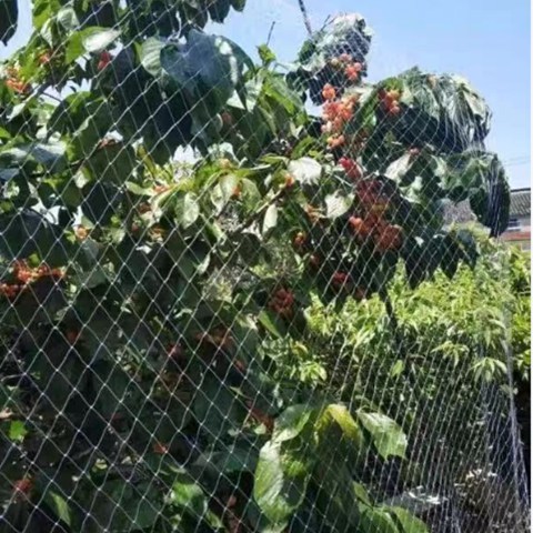 Long Lasting Protection Anti Bird Net with UV Stabilized Chinlon Material