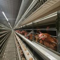 Cages de batterie automatiques de poulet d'oeufs galvanisées à chaud