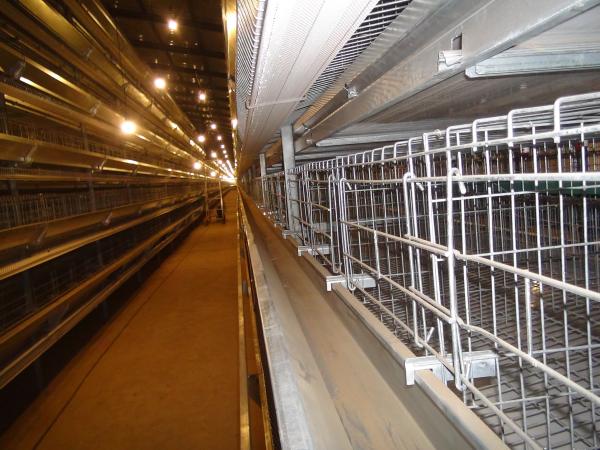 Q235 Galvanizado a quente Colheita automática de ovos de galinha Caixa tipo A para equipamento de criação de gaiolas de camadas