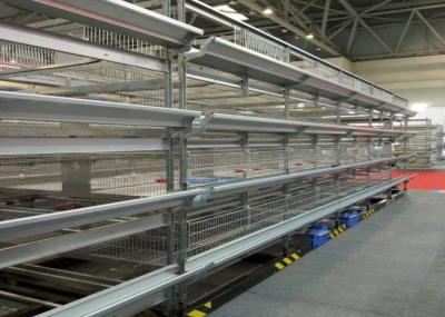 Durable Automatic Baby Chick Cage , Hot Galvanized H Type Layer Cage
