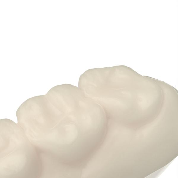 Safety Durable Opposite Jaw Model Resin