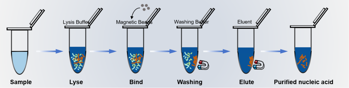 Rebeads Mag OH C DNA Purification Magnetic Beads 200-400nm For Research Use Only