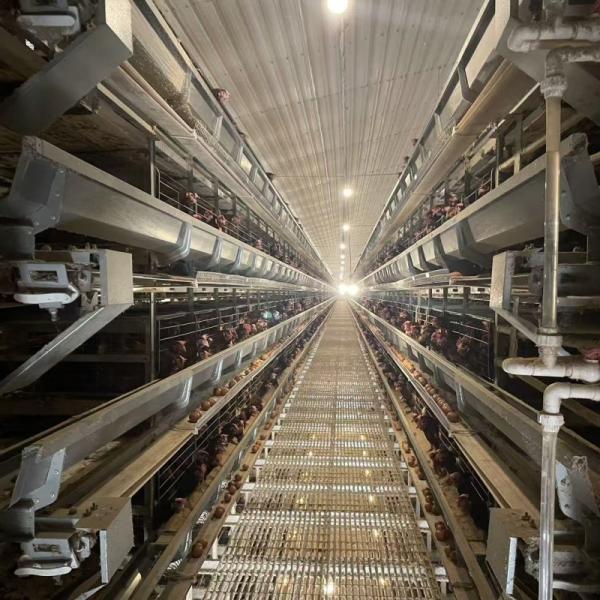 Layer Chicken Cage Manufacturer Automatic Feeding & Drinking System For Egg Layer Chicken