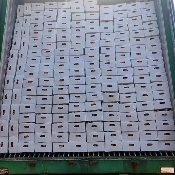 Onion from Shandong Origin 2023 Crop Yellow and Red Onion Supply with 100% Maturity