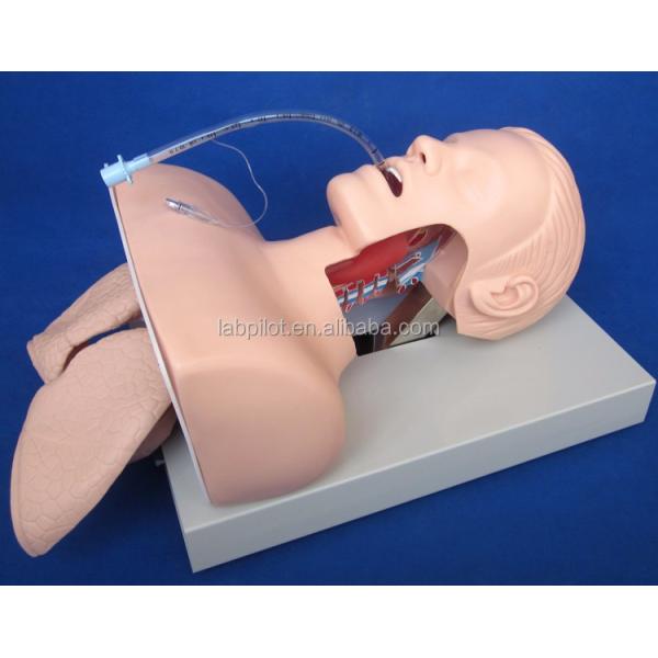 Electronic Tracheal Intubation Training Model with Inflatable Lung NG Tube and Suction Simulator Ideal