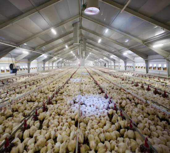 Broiler Farming Floor Raising System with Automatic Feeding Pans and Corrosion-Resistant Nipple Drinkers for Humidity Control