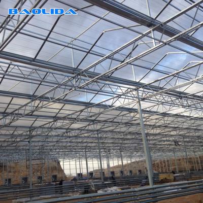 Multi Span Venlo Type Greenhouse / PC Polyethylene Film Greenhouse Sides Ventilation