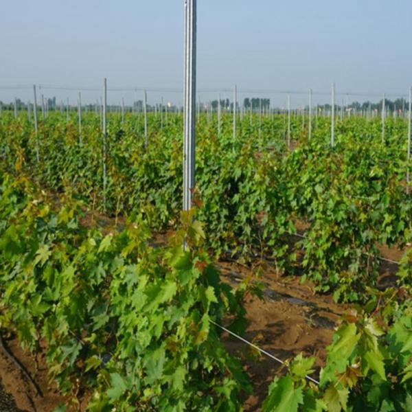Factory Galvanized Vineyard Metal Trellis Post/Grape Support Trellis