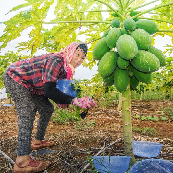 papaïne carica papaya 300USP-6000USP Matière première zone de plantation protéase fabricant qualité alimentaire qualité pharmaceutique personnalisation