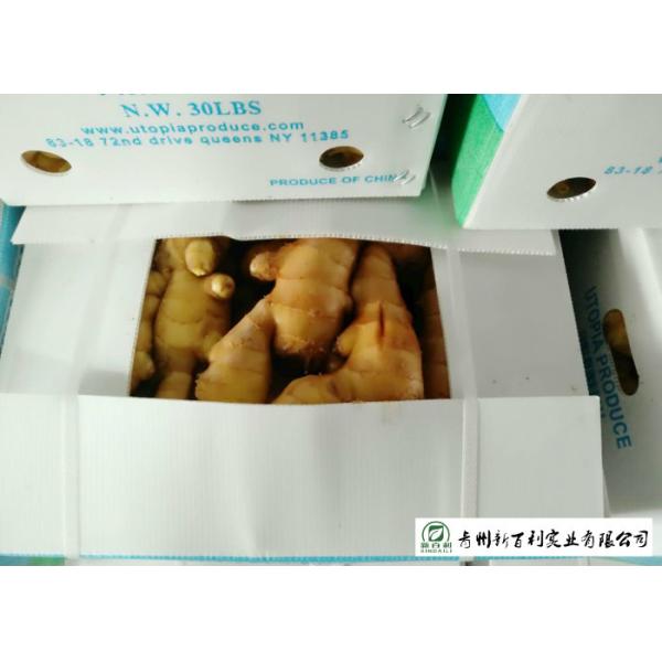 Mature Organic Fresh Ginger , Wholesale Premium Grade Air Dried Ginger
