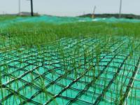 Estera de fibra de coco reforzada con geomalla y no tejida para establecimiento de vegetación