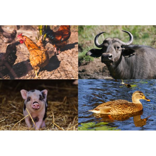 609-386-0 EINECS No. MCP Calcium Hydrogen Phosphate A Must-Have for Aquaculture Animals