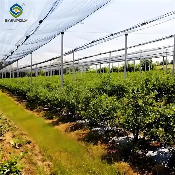 Single Span Greenhouse Metal Frame Greenhouse For Blueberry Production