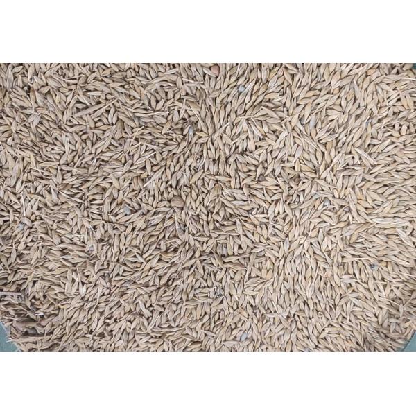 Máquina de classificação da cor da grão de 128 canais para a aveia da cevada