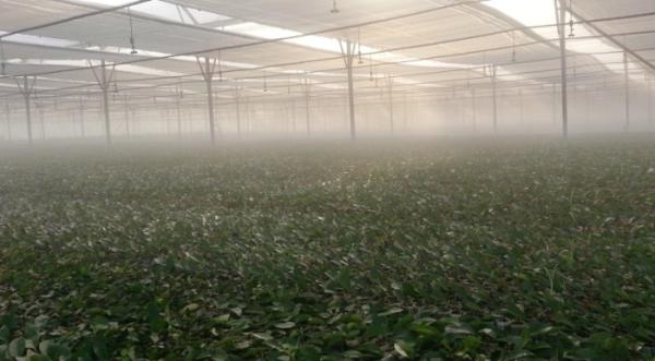 Customized Insect Mesh Netting Hail Damage Protection 30 To 125 G/M2 Weight