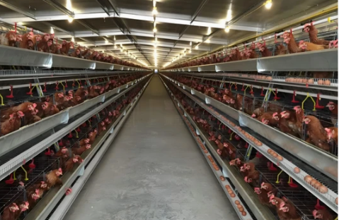 Galvanized Steel Poultry Farming Equipment with Automatic Feeding System for 3-8 Tiers