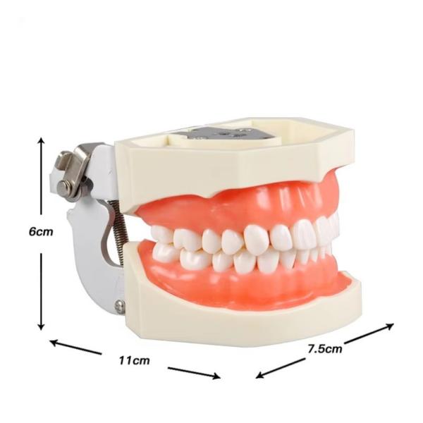 Dentiste d'étude Modèle de dents École dentaire 28pcs Dents avec vis Restauration dentaire Modèle de mâchoire