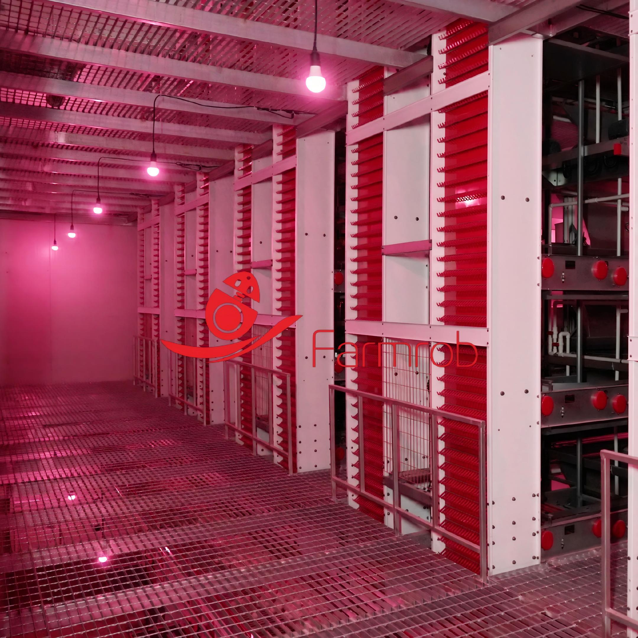 60000 Birds Layer Chicken Cage System Designed For Long Term Flock Health And Performance