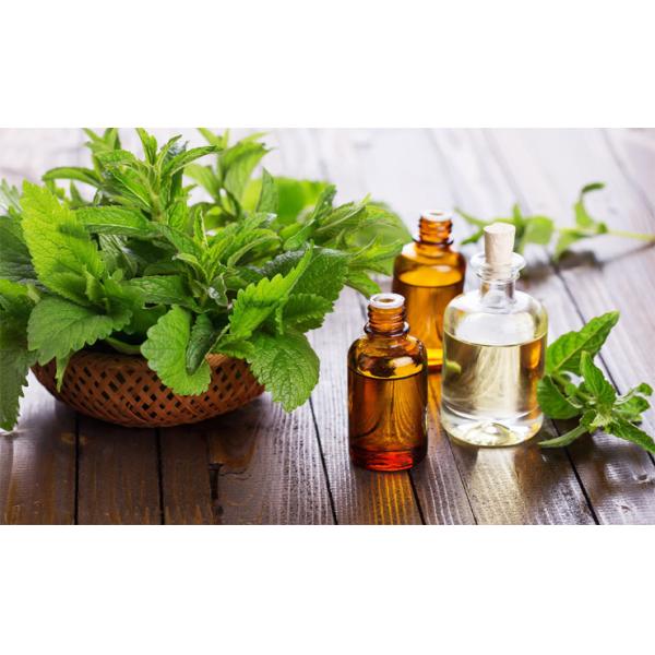 Therapeutic Organic Tea Tree Oil Intense Purifying Against Environmental Threats