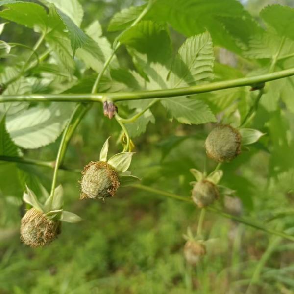 Fu Pen Zi Manufacturers Wholesale Natural Bulk Medicinal Herbs Raspberry Blaeberry