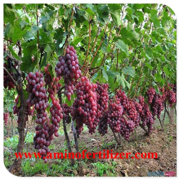 O ácido aminado líquido de 20% Chelated com CAS No. 65072-01-7 para a árvore de frutos