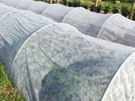 Tela não tecida antienvelhecimento da agricultura/tela Rolls do polipropileno para a tampa agrícola